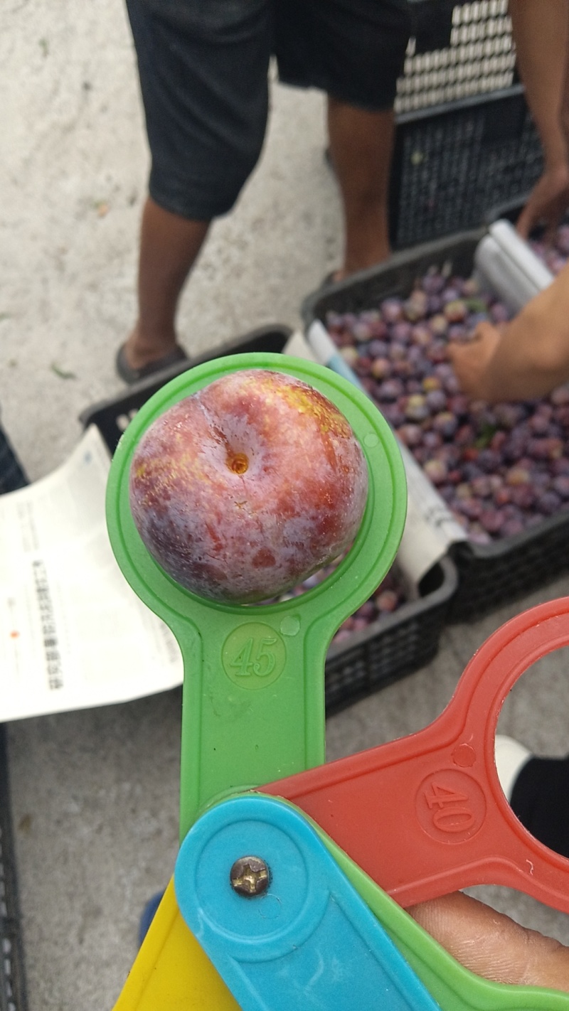 小翠红