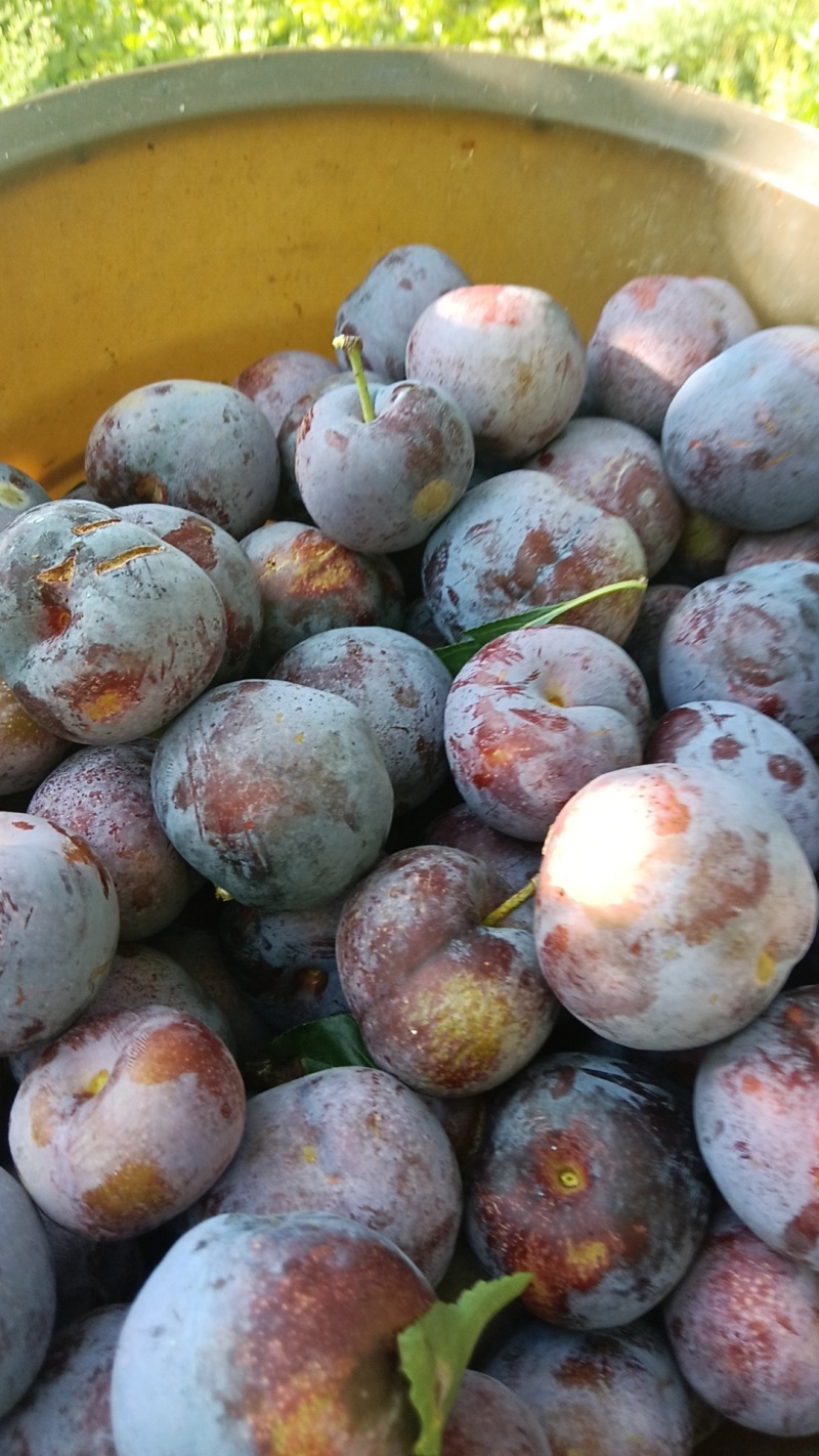 小翠红