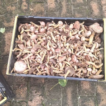 新鲜红蘑