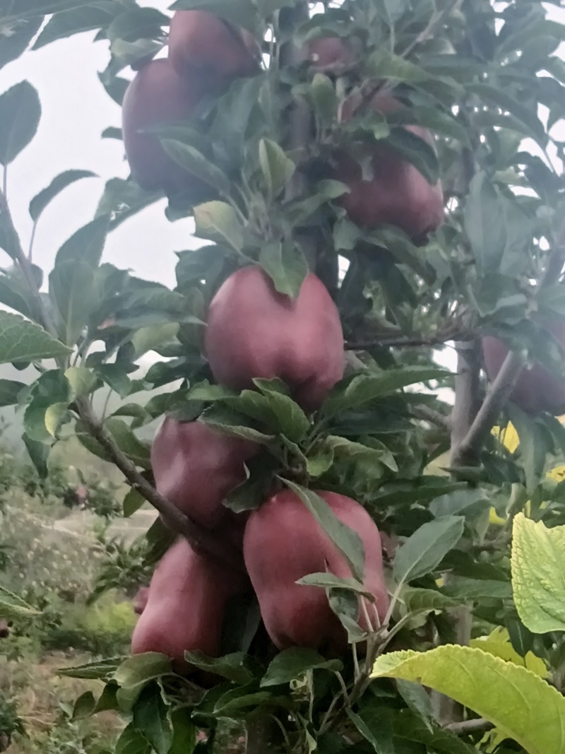 甘肃大水伯阳花牛苹果大量上市