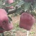 甘肃大水伯阳花牛苹果大量上市