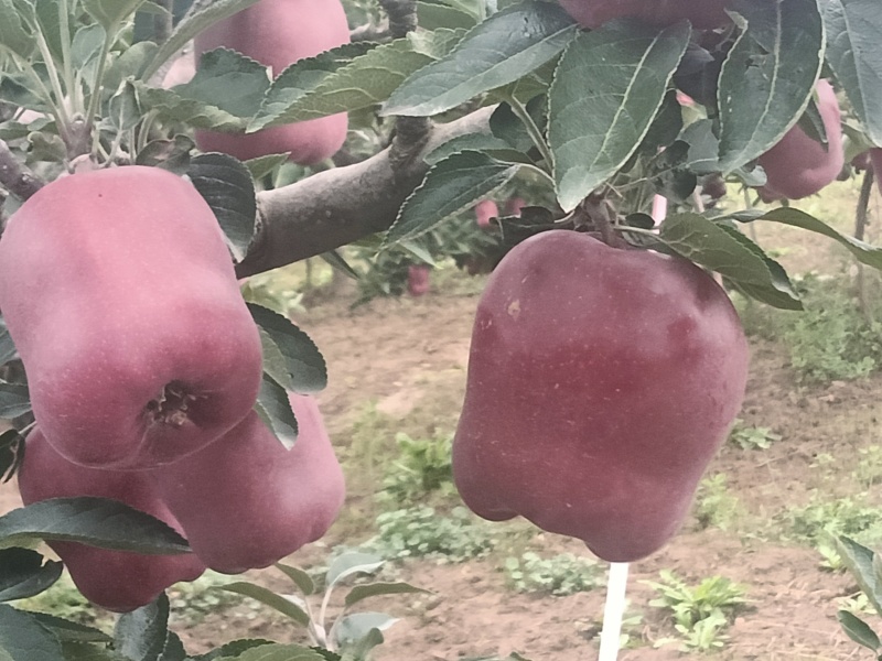 甘肃大水伯阳花牛苹果大量上市