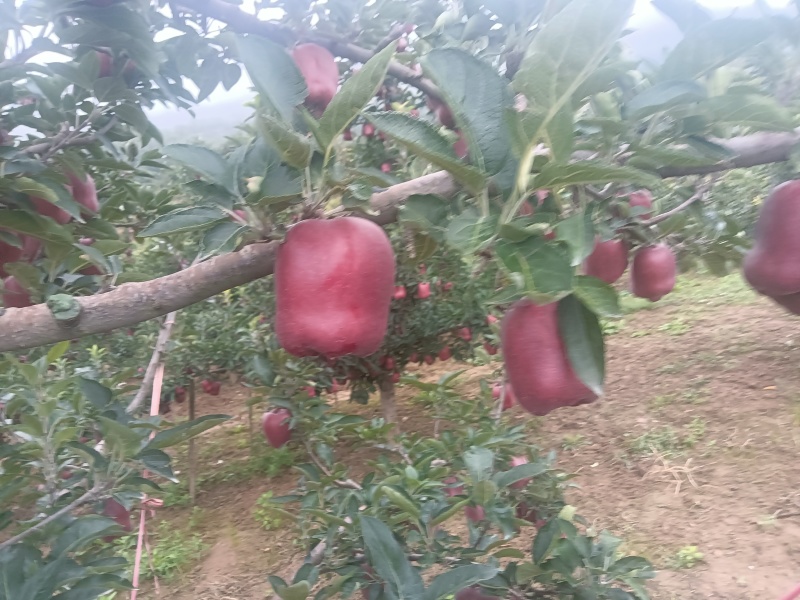甘肃大水伯阳花牛苹果大量上市
