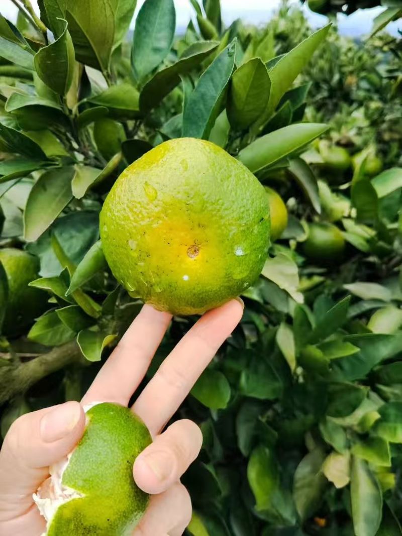 早熟蜜桔一手货源产地直销货源充足量大从优可对接商超