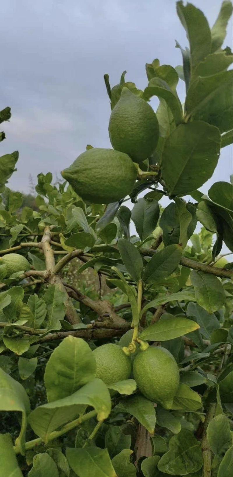 无籽柠檬产地直发质量保证口感香甜量大从优电联