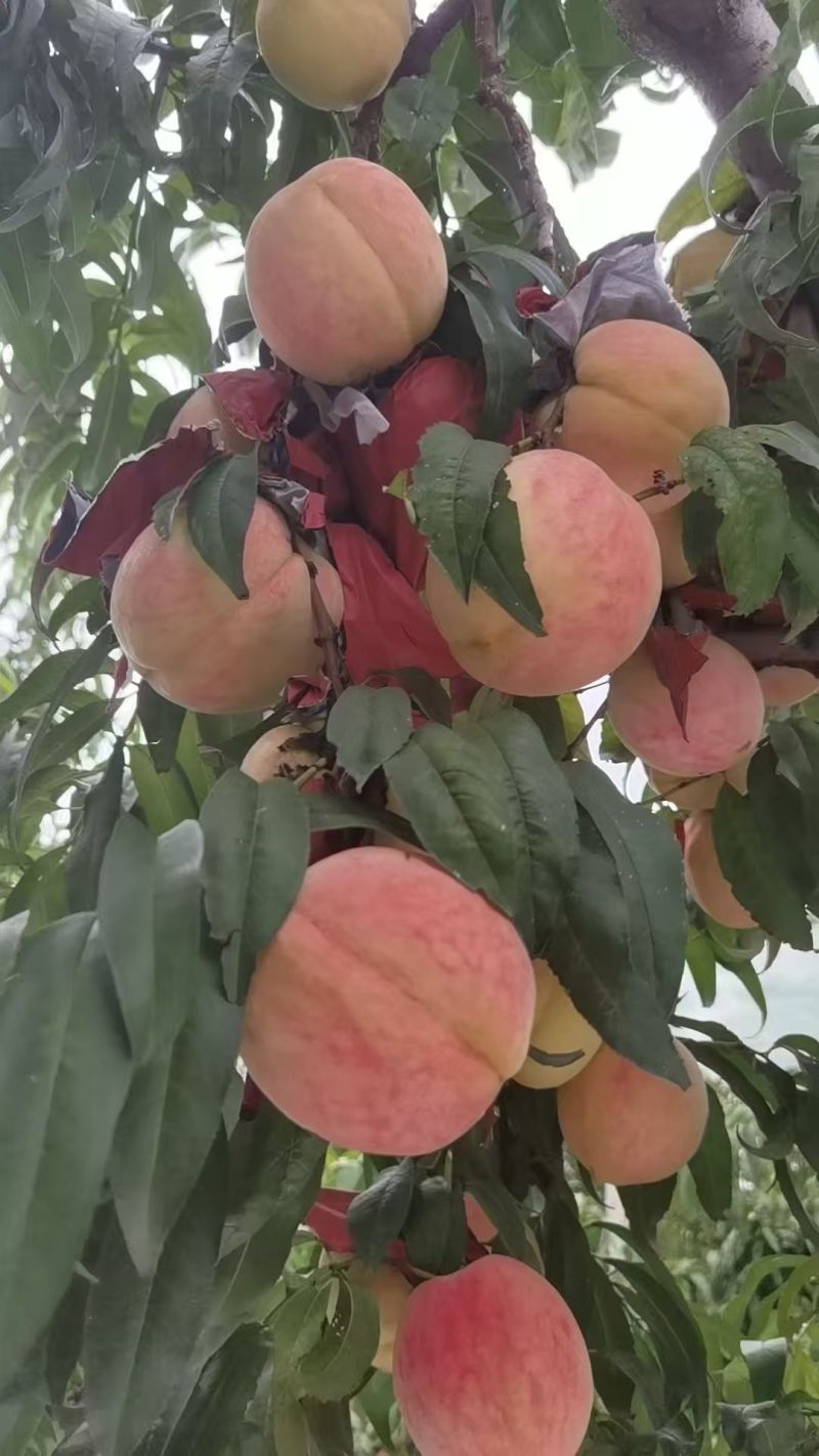 中秋王桃纸袋现货供应欢迎采购