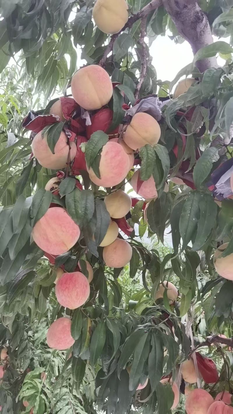 中秋王桃纸袋现货供应欢迎采购