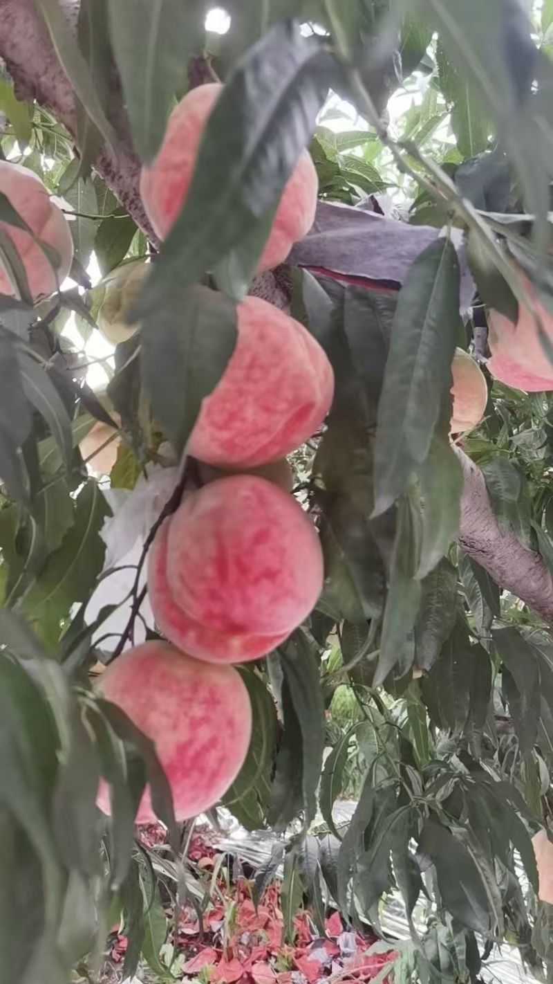 中秋王桃纸袋现货供应欢迎采购