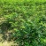药用苦木，苦木，订单式种植回收