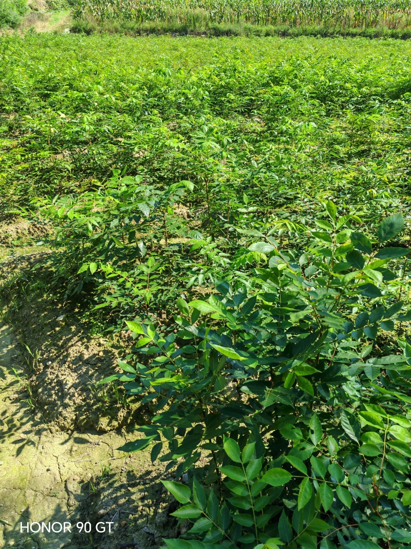 药用苦木，苦木，订单式种植回收