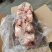 前棒骨猪棒骨，10吨货，新货，肉少一些