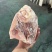 前肘6-7个头后肘6-7个头