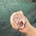 前肘6-7个头后肘6-7个头