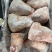 前肘6-7个头后肘6-7个头