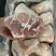 前肘6-7个头后肘6-7个头