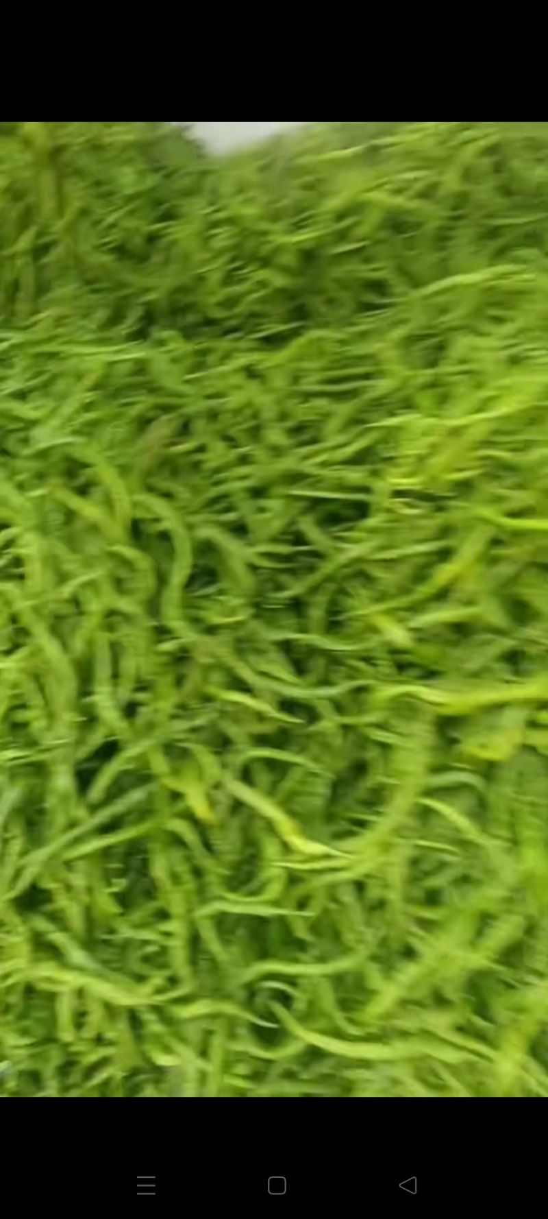螺线椒