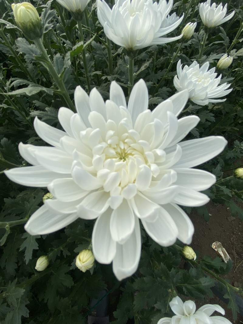 黄菊白菊大量有货，量大从优