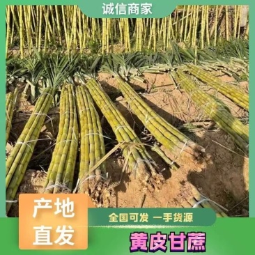 黄金甘果云南黄金水果甘蔗大量上市基地直供