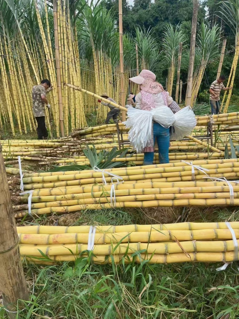 黄金甘果云南黄金水果甘蔗大量上市基地直供