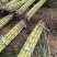 黄金甘果云南黄金水果甘蔗大量上市基地直供