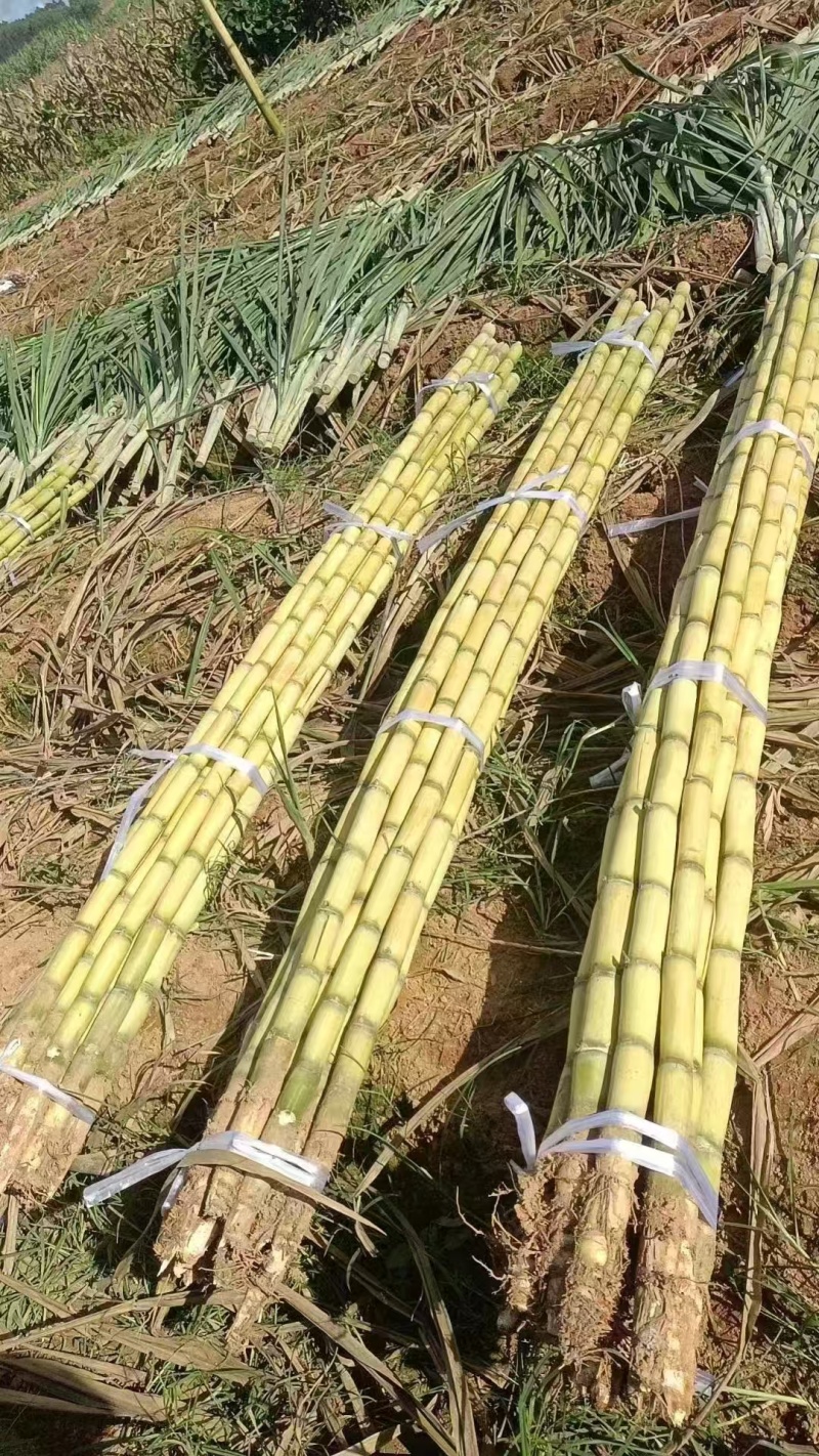 黄金甘果云南黄金水果甘蔗大量上市基地直供