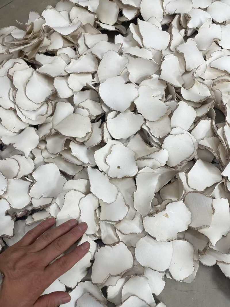 海南虎乳菌切片大片大量批发厂家直销一手货源