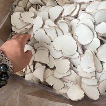 海南虎乳菌切片大片大量批发厂家直销一手货源