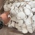 海南虎乳菌切片大片大量批发厂家直销一手货源