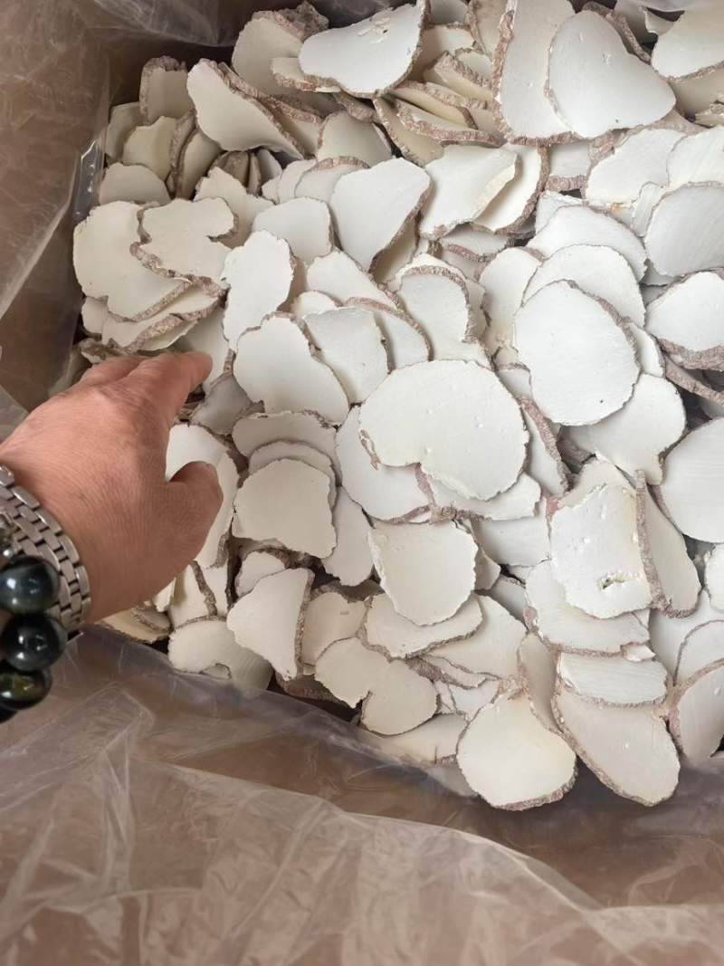 海南虎乳菌切片大片大量批发厂家直销一手货源