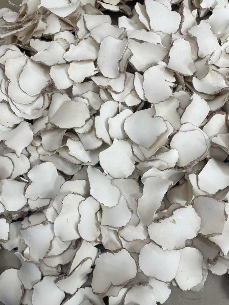 海南虎乳菌切片大片大量批发厂家直销一手货源