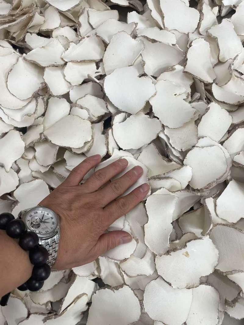海南虎乳菌切片大片大量批发厂家直销一手货源