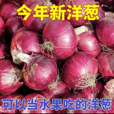 今年新洋葱，特级货