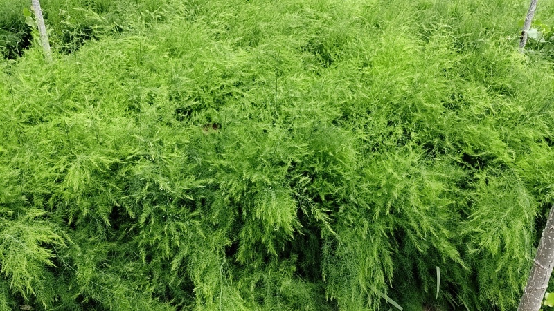 芦笋苗