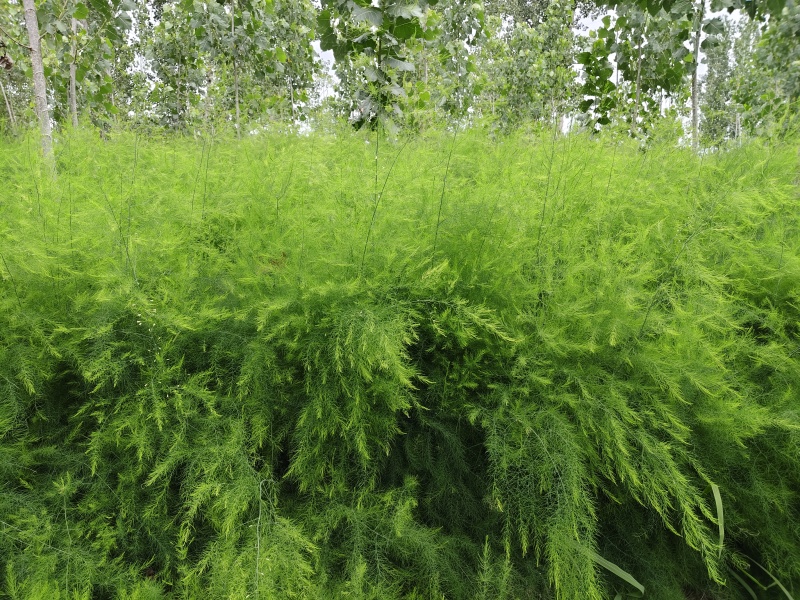 芦笋苗