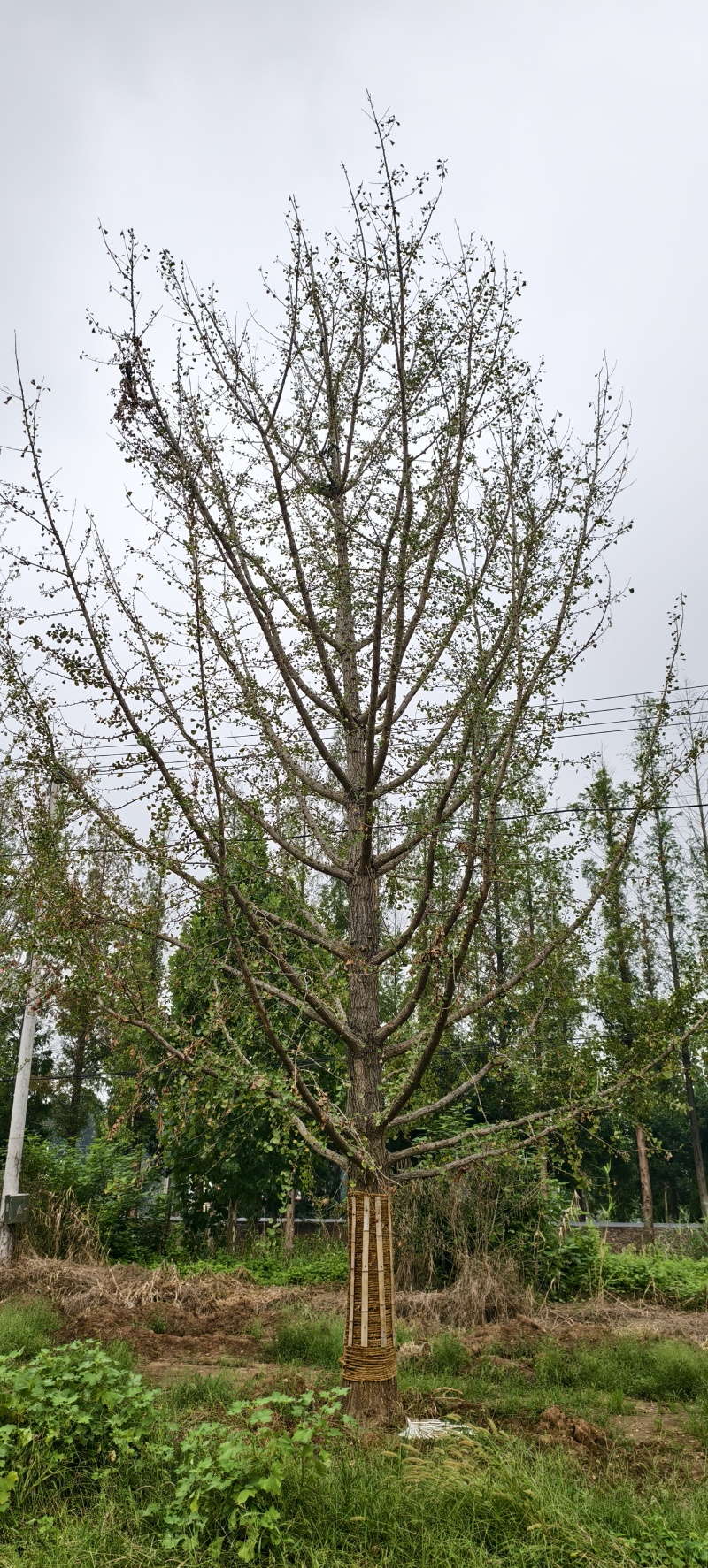 苗圃出售15/18/2025/28/30银杏移栽苗假植苗
