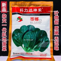 墨娜趴地菠菜种子杂交菠菜种子黑亮浓绿菠菜种籽质嫩微甜不涩