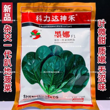 墨娜趴地菠菜种子杂交菠菜种子黑亮浓绿菠菜种籽质嫩微甜不涩