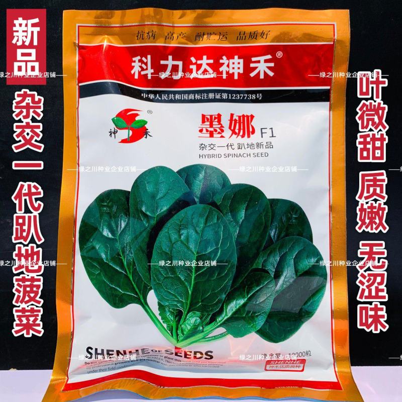 墨娜趴地菠菜种子杂交菠菜种子黑亮浓绿菠菜种籽质嫩微甜不涩