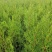 侧柏，60-1.2米大量供应