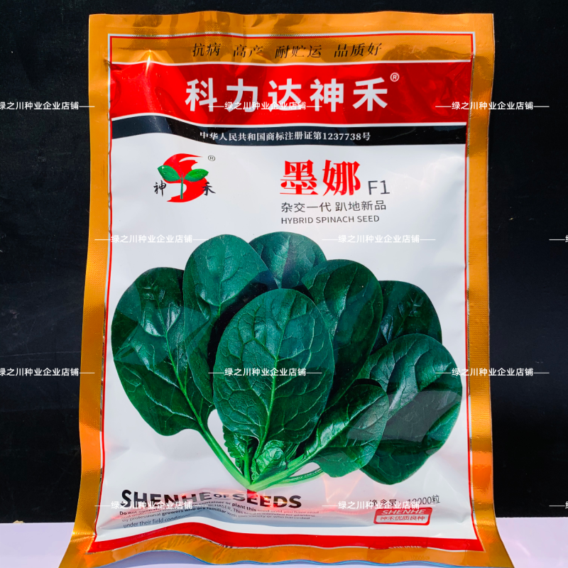 墨娜趴地菠菜种子杂交菠菜种子黑亮浓绿菠菜种籽质嫩微甜不涩