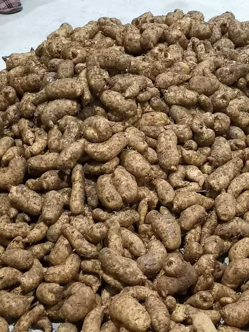 新鲜天麻