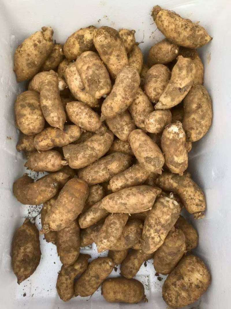 新鲜天麻