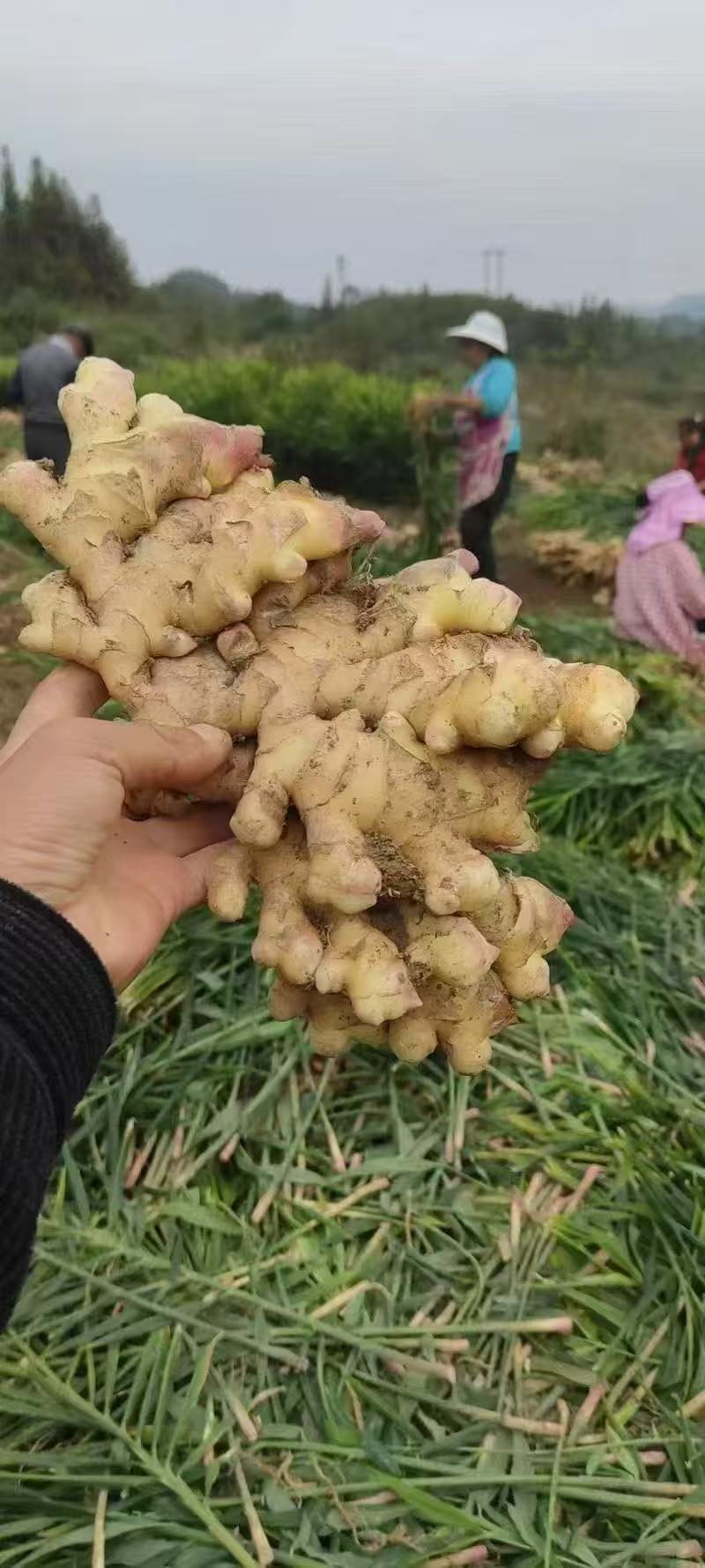 精品小黄姜窖藏沙土水洗对接电商市场商超量大从优