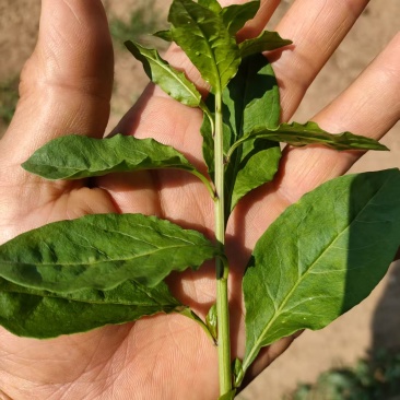 广东大叶枸杞菜