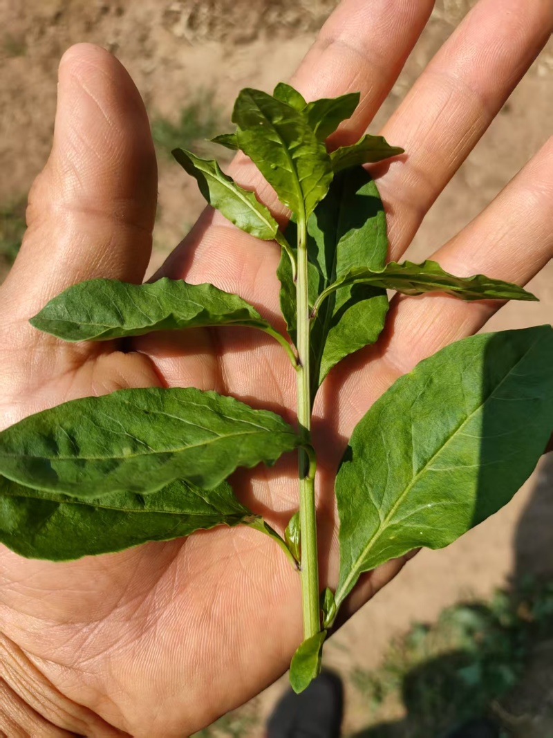 广东大叶枸杞菜