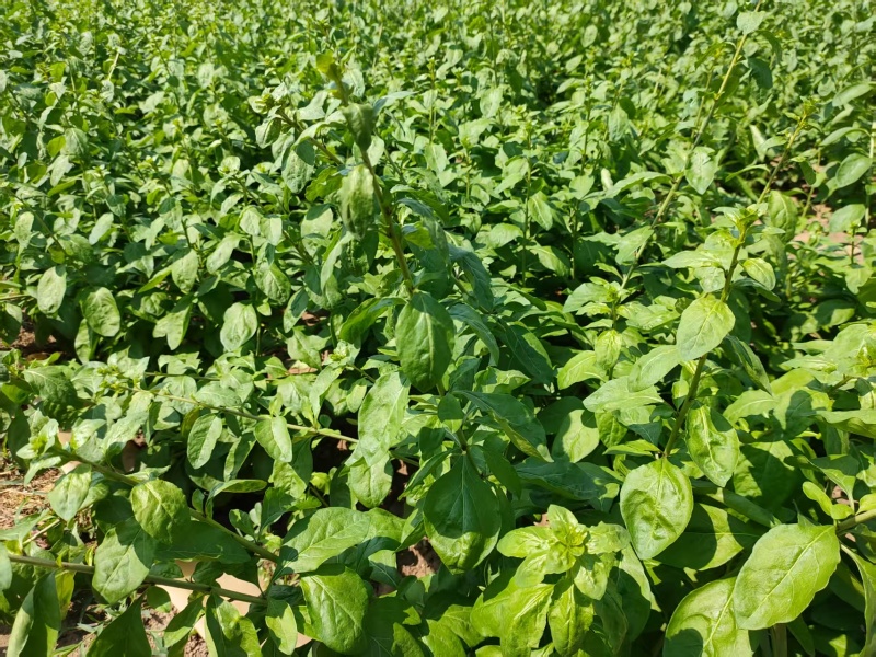 广东大叶枸杞菜
