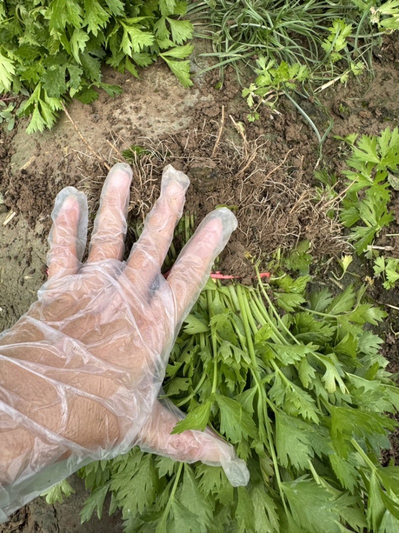 优质芹菜苗！大量上市