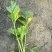 优质芹菜苗！大量上市