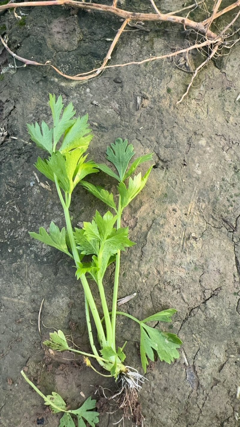 优质芹菜苗！大量上市