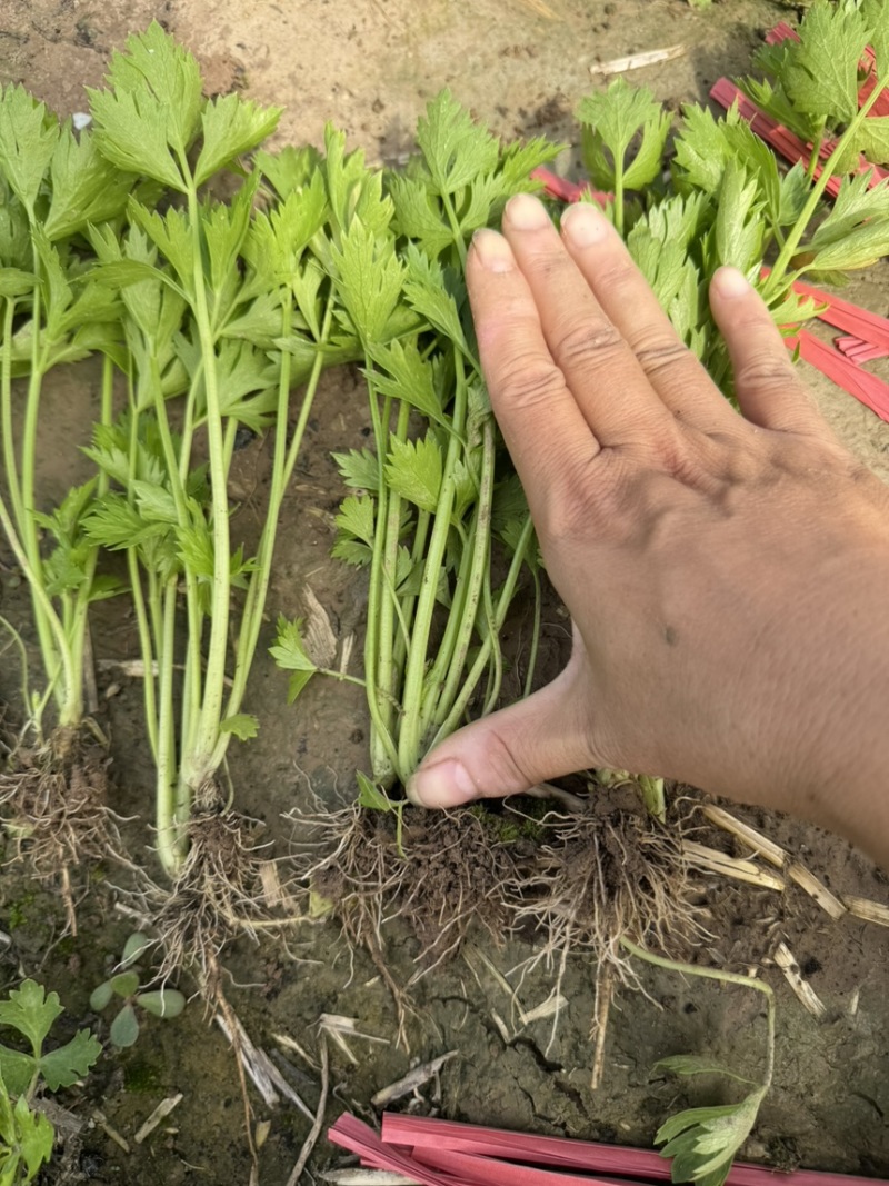 优质芹菜苗！大量上市